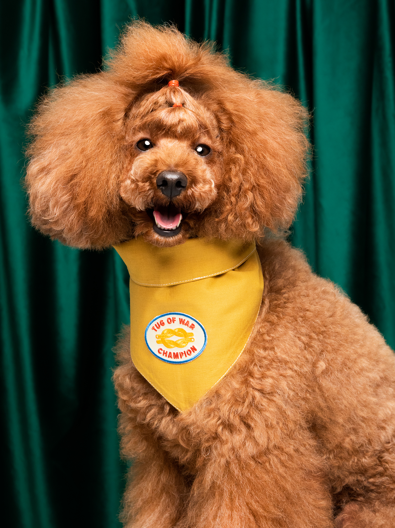 Tug of War Champion iron-on patch for dogs