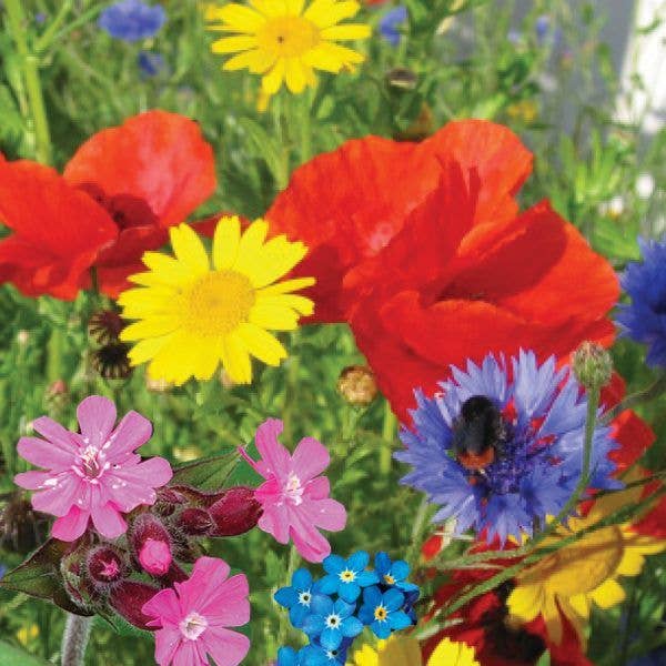Urban Bloomer Seedbom - Wildflowers for Insects