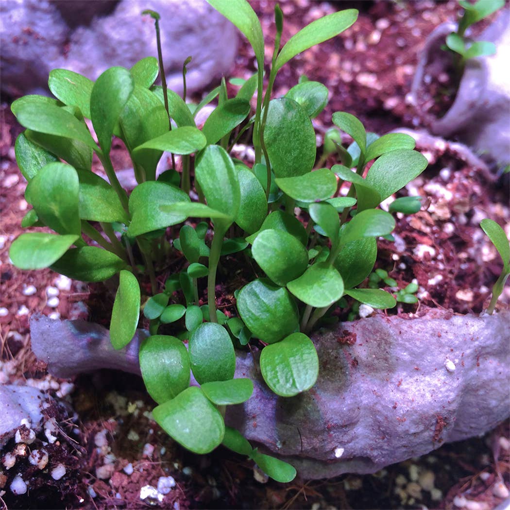 Urban Bloomer Seedbom - Wildflowers for Insects