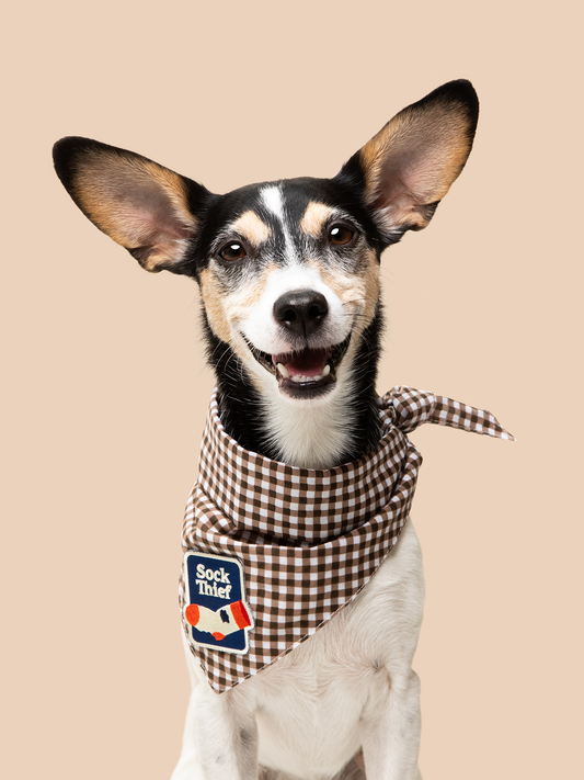Brown Gingham Scout Bandana for dogs