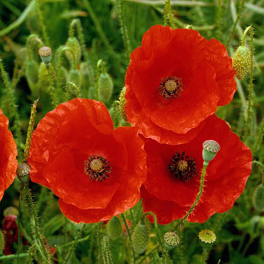 Mixed Wildflower Seed Pack - Poppy Peaceboms & Loveboms