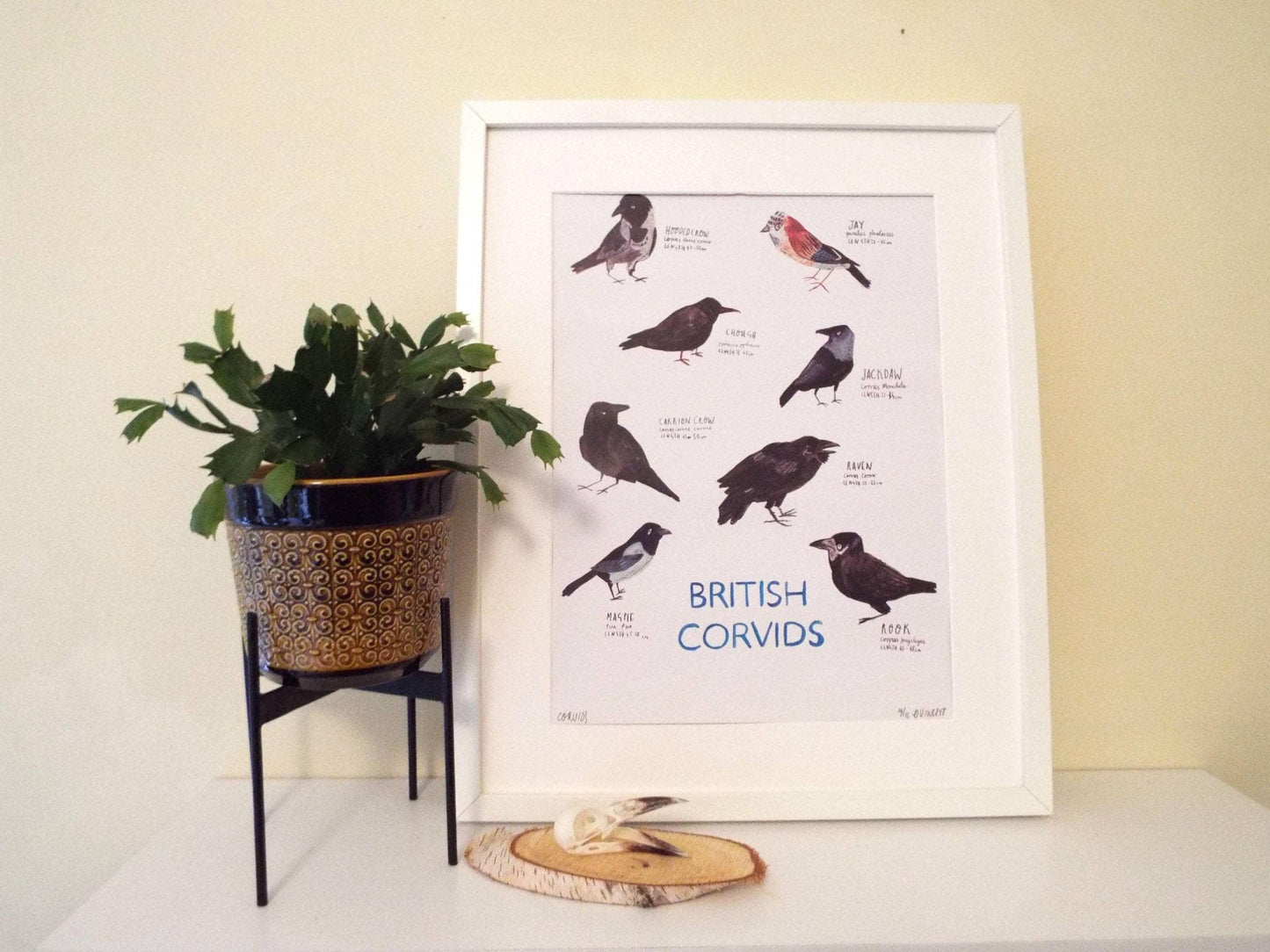 Corvids Birds Poster by Dick Vincent - A3 Print