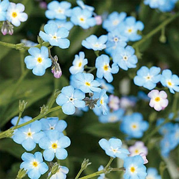 Mixed Wildflower Seed Pack - Poppy Peaceboms & Loveboms