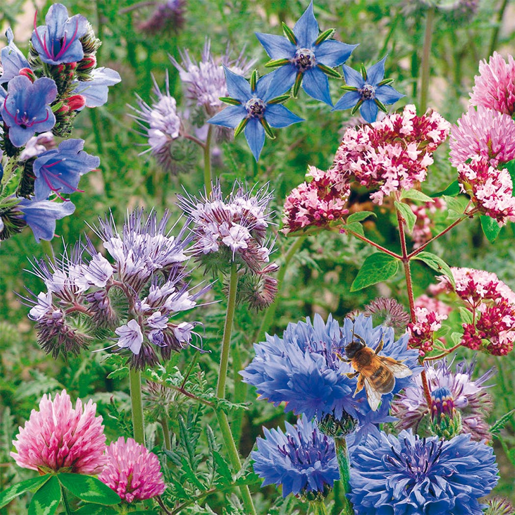 Pollinator Beebom Seedbom - Wildflowers