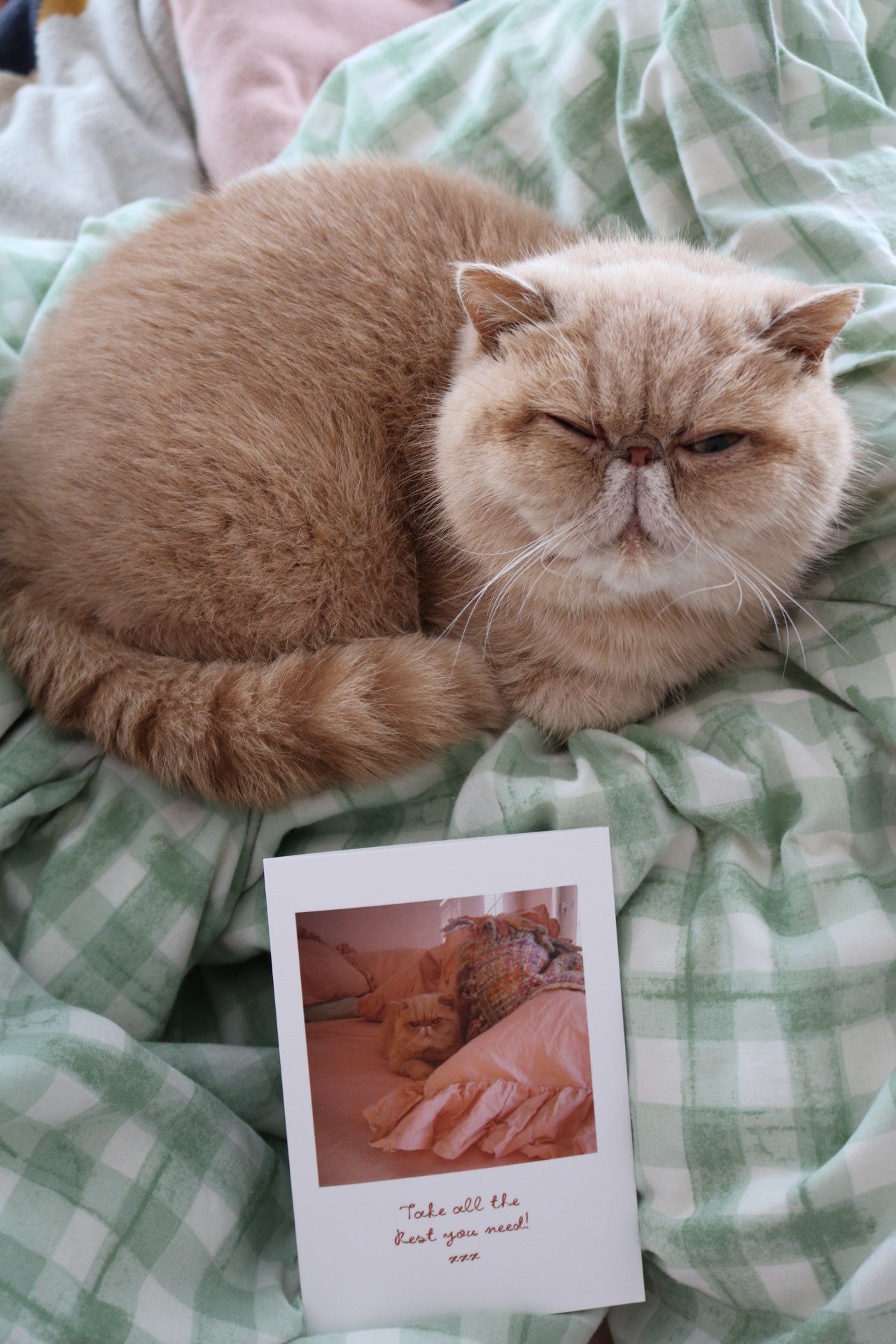 Take All The Rest You Need Cat Greeting Card