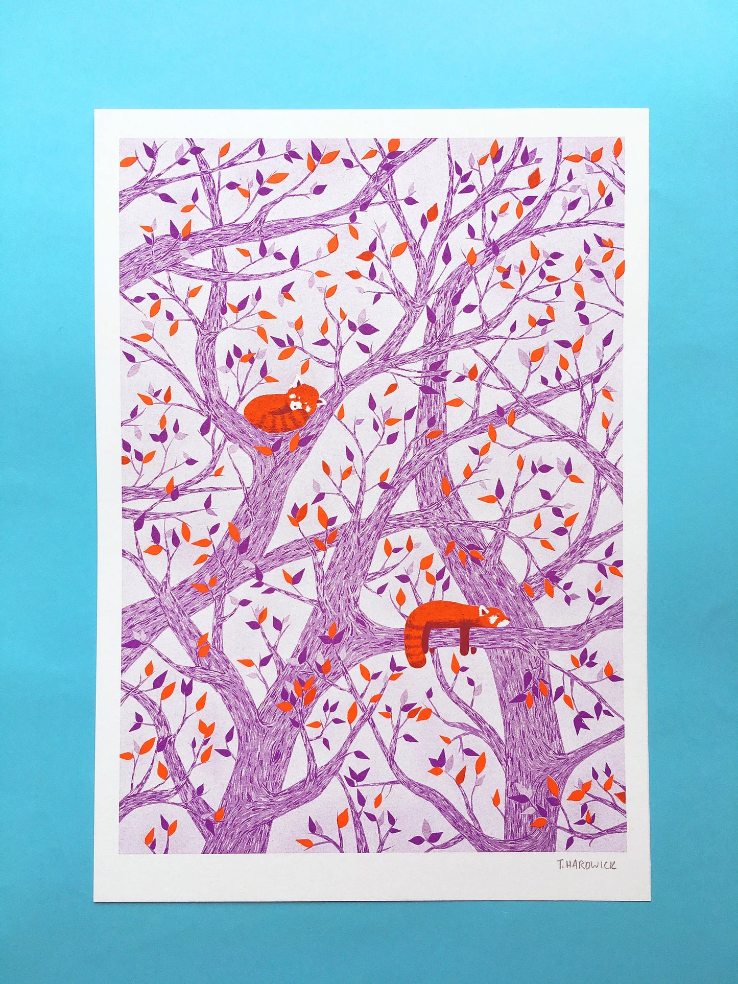 Red Pandas in Tree Risograph Print by Tom Hardwick