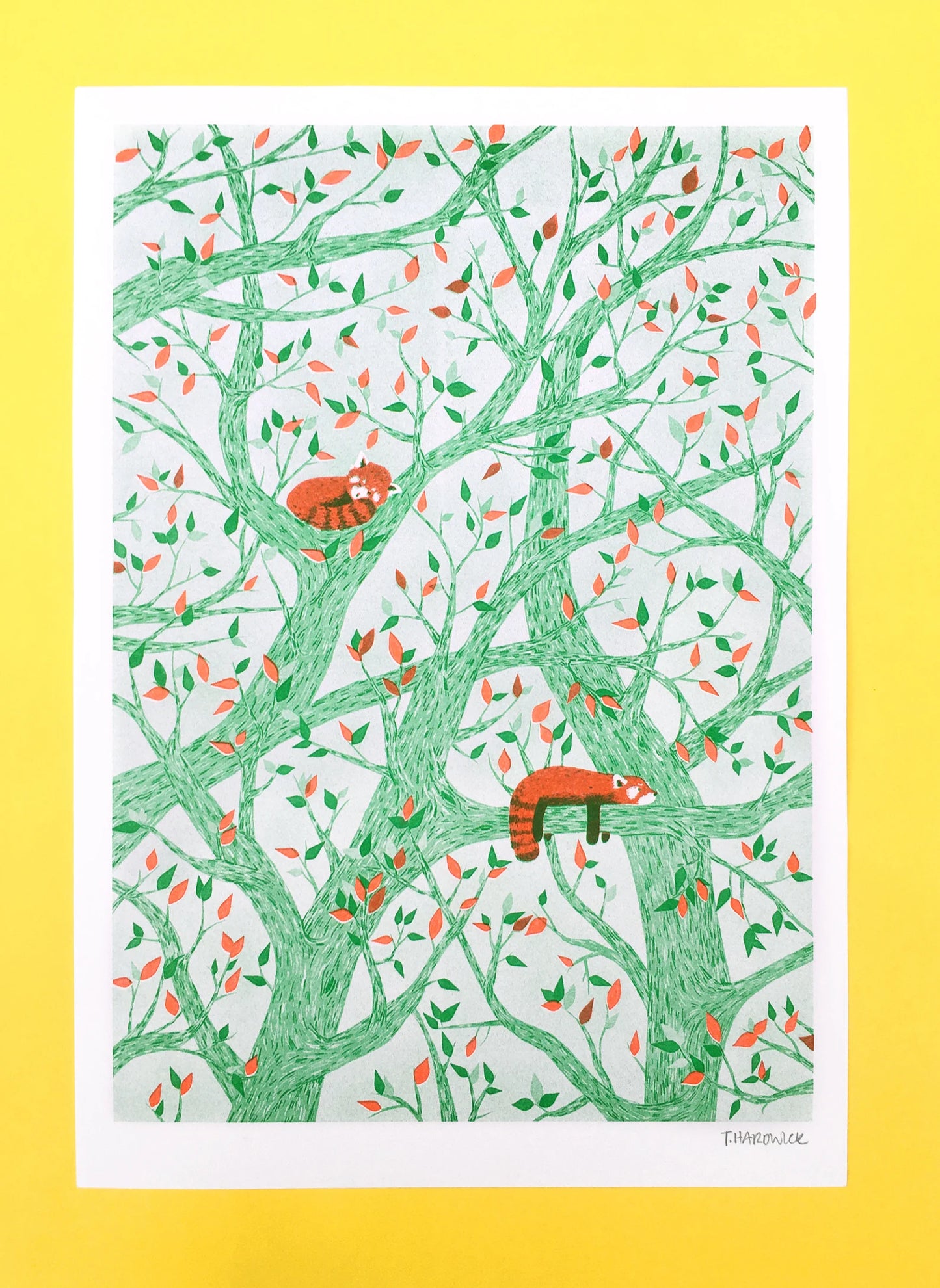 Red Pandas in Tree Risograph Print by Tom Hardwick