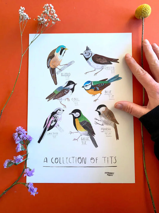 Collection of Tits - A4 Print