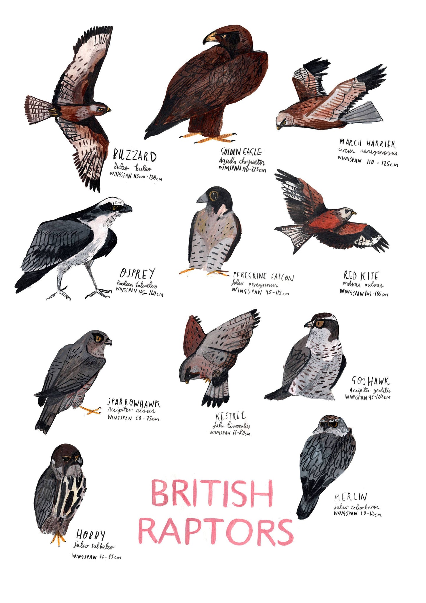 British Raptors Poster by Dick Vincent - A3 Print