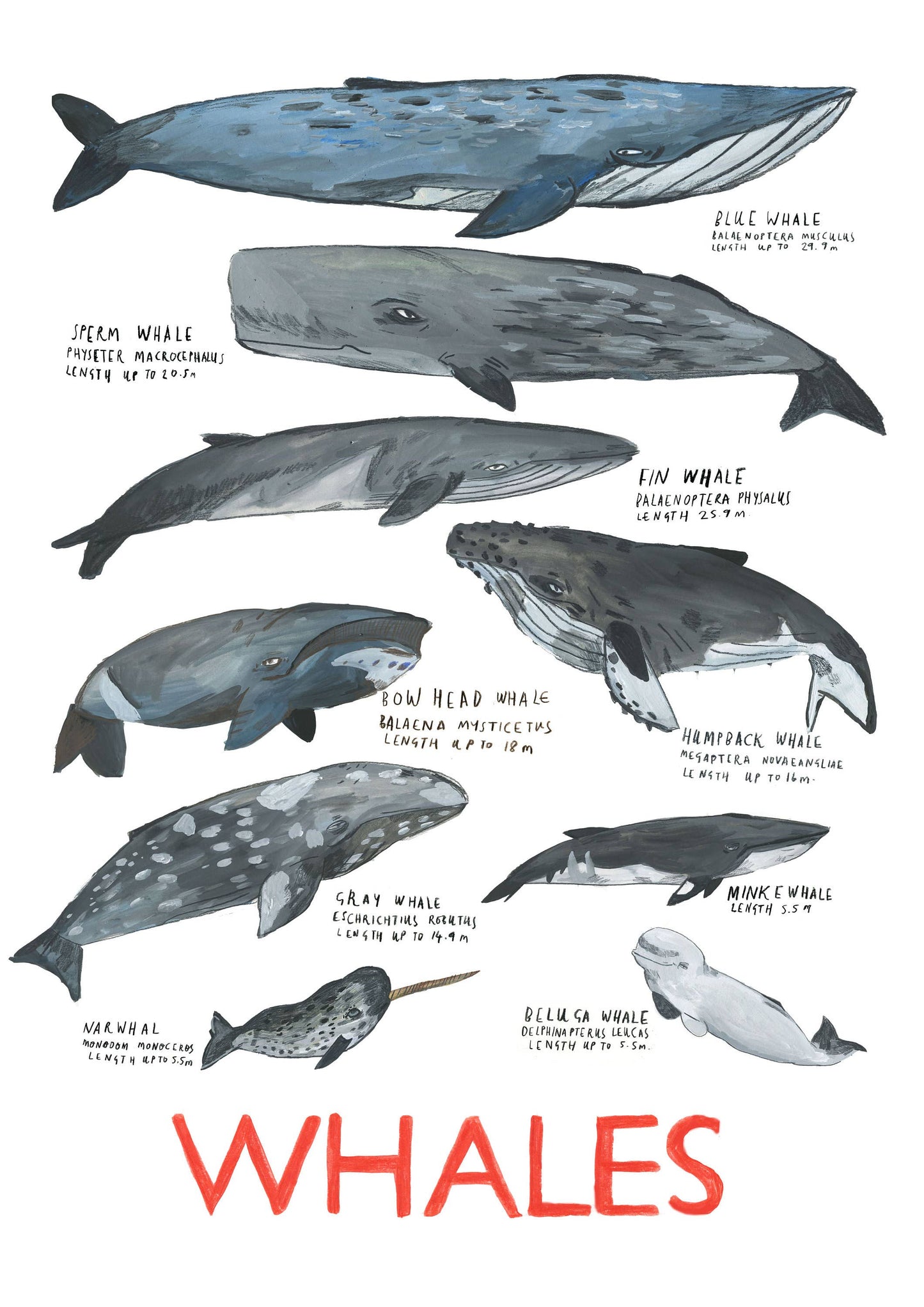 Whales by Dick Vincent - A3 Print