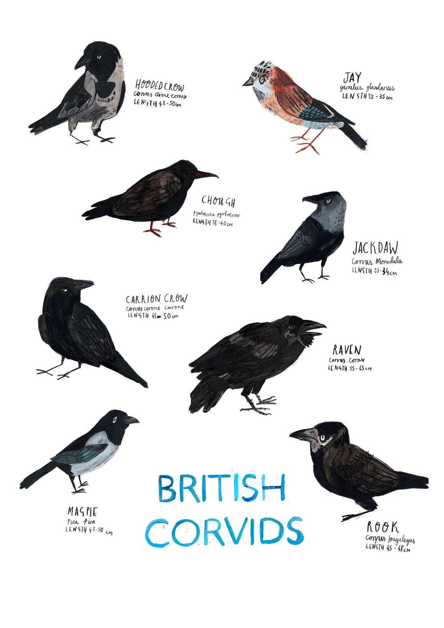 Corvids Birds Poster by Dick Vincent - A3 Print